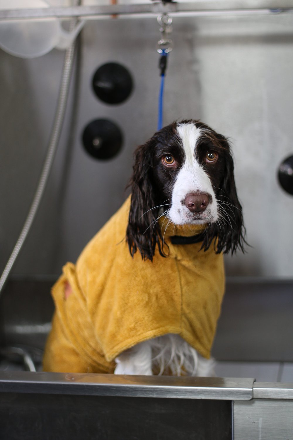 Luxury Bamboo Dog Drying Robe