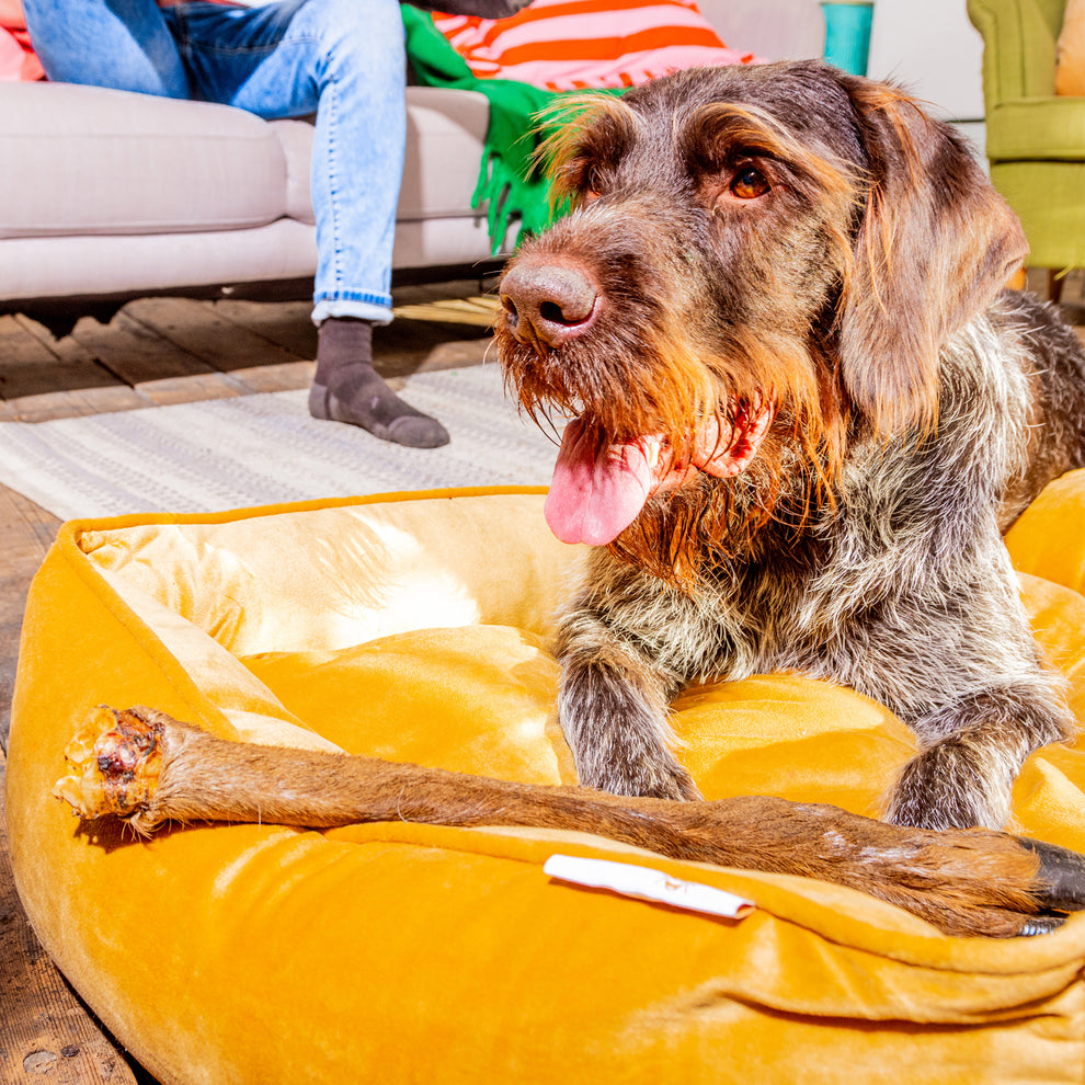 Large Hairy Venison (deer) Leg