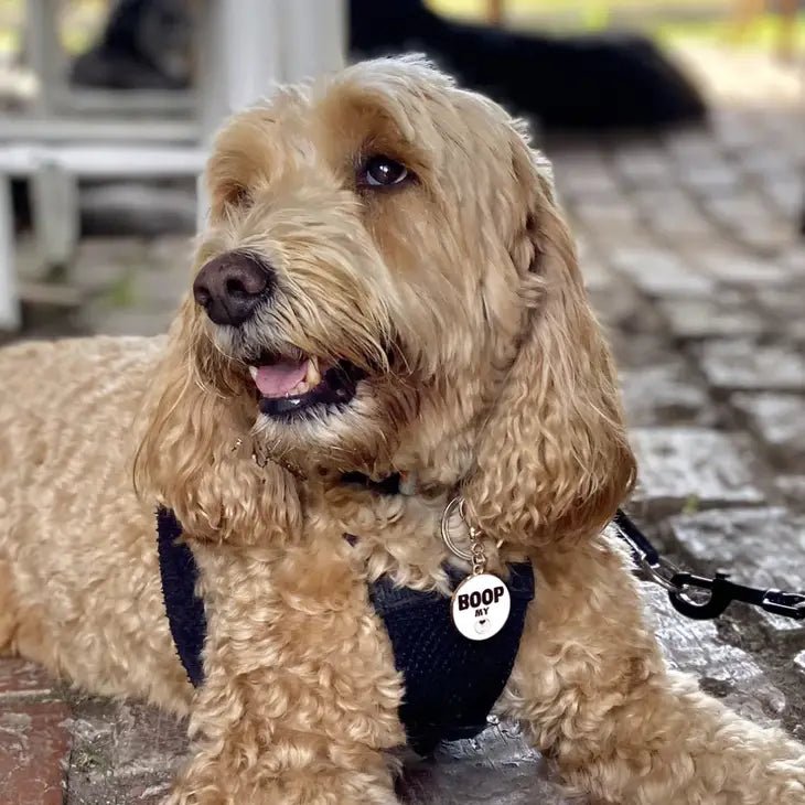 Dog Collar Charm - Boop My Nose