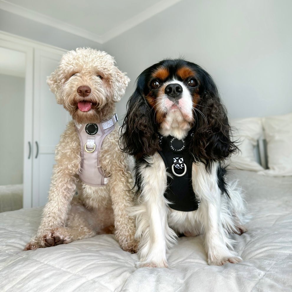 Luxe Collection | 3-Click Tough Harness - Black or Blue - The Cambridge Dog Co.