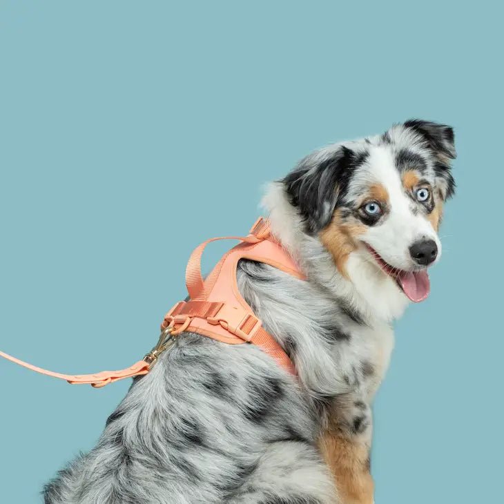 No-Pull Dog Harness - Peach