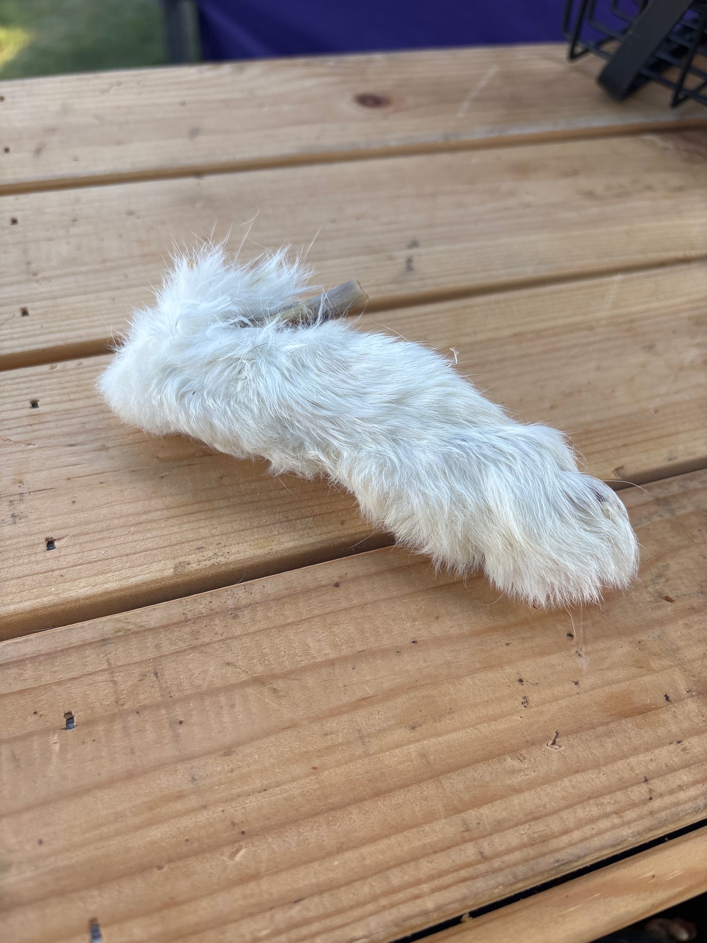 Rabbit Feet each