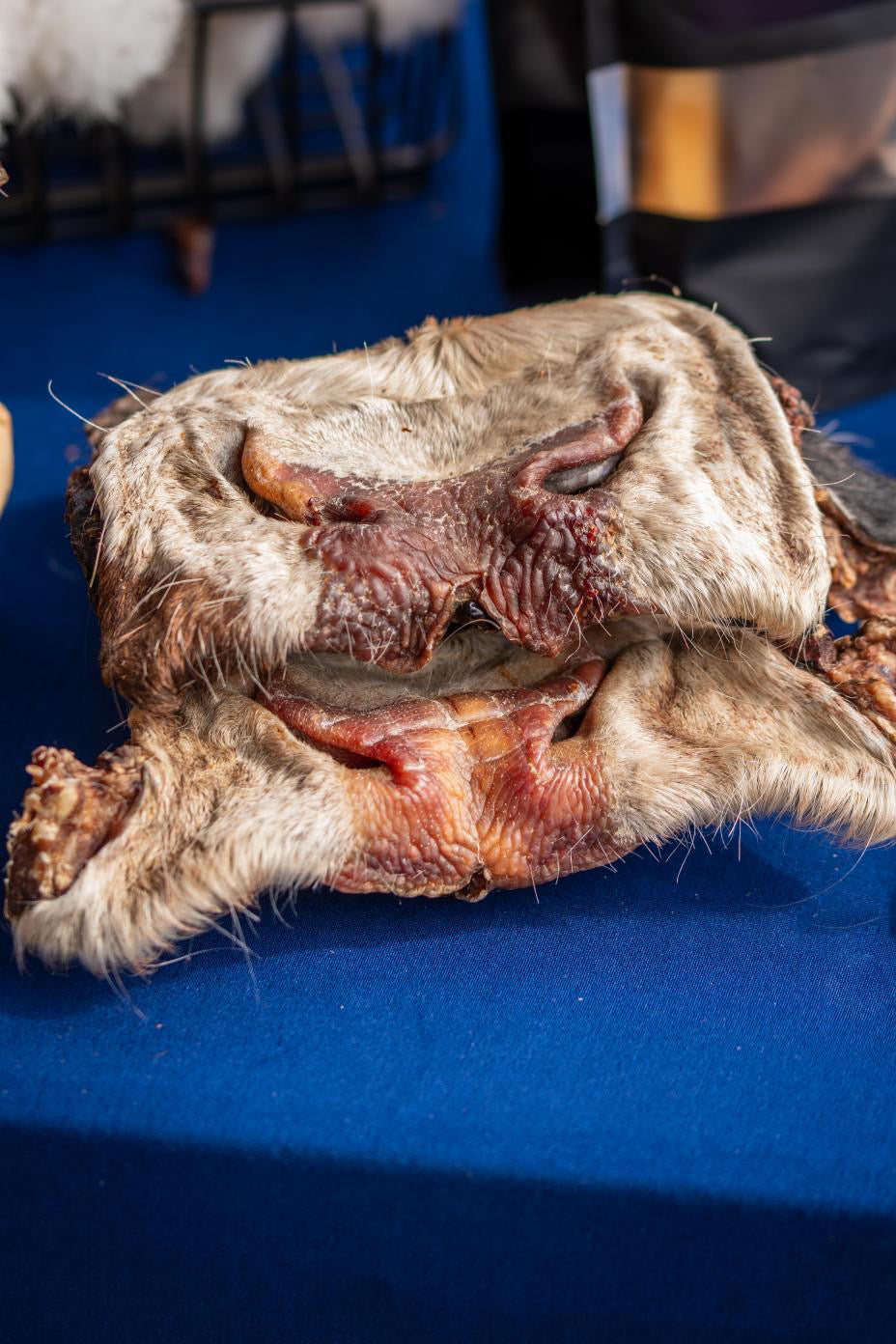 Large Hairy Cow Nose