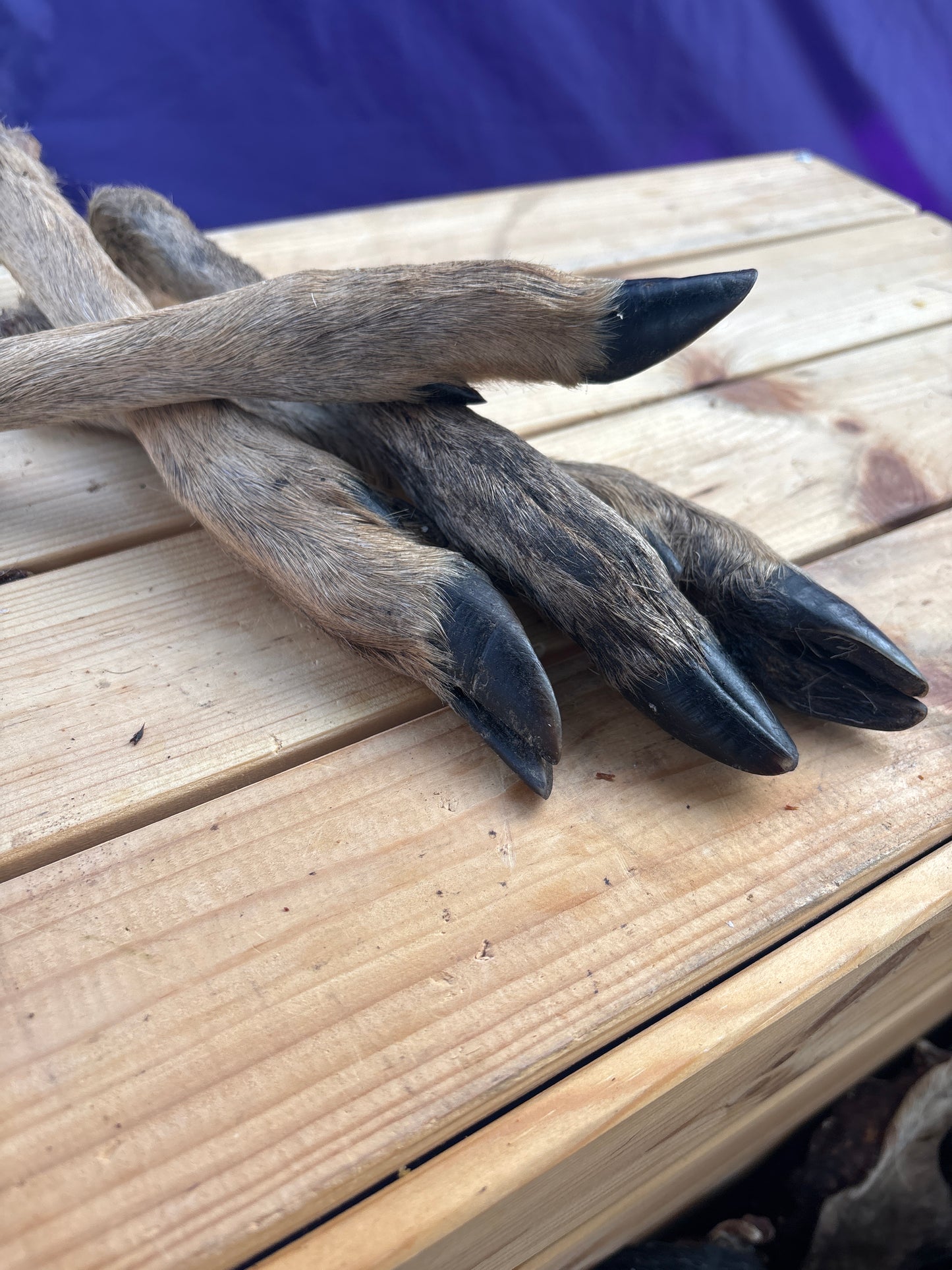 Hairy Venison Leg