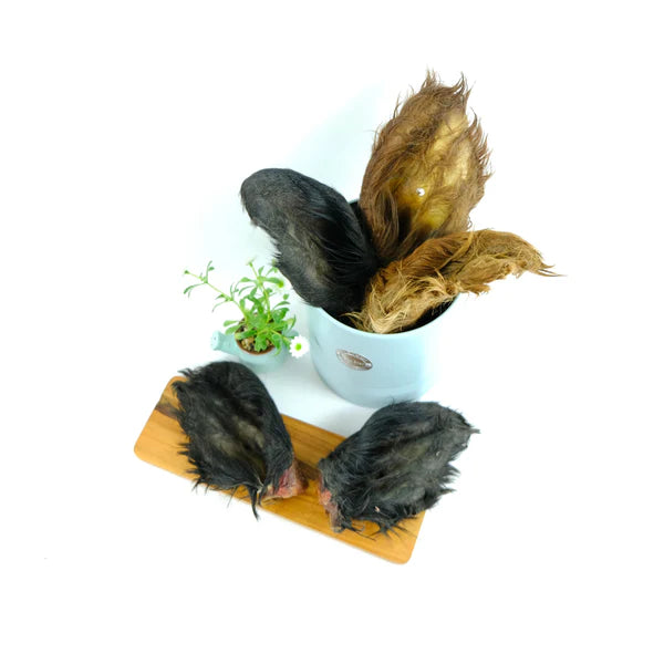 Large Hairy Cow Ears