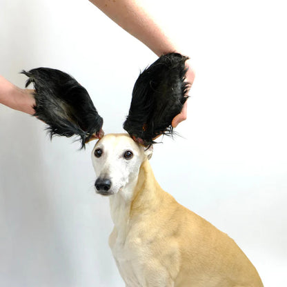 Large Hairy Cow Ears