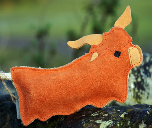 Hamish the Highland Cow