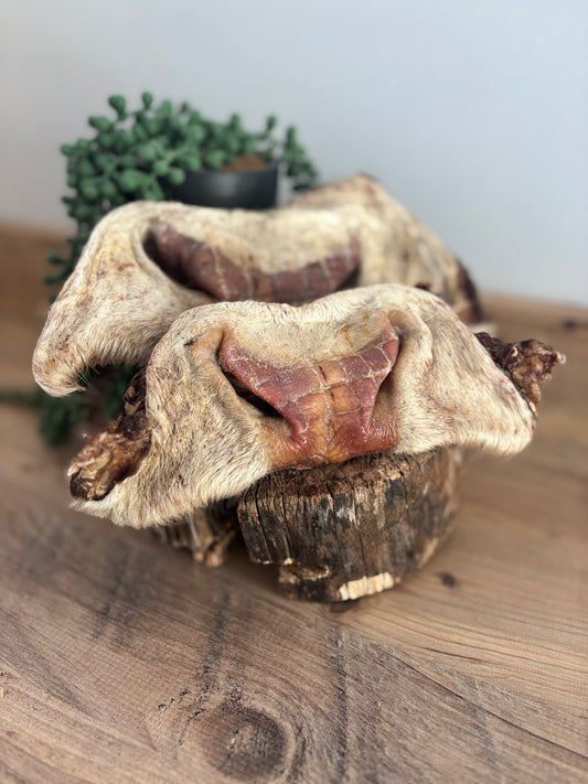 Large Hairy Cow Nose