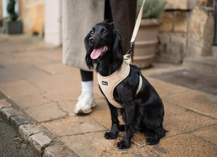 Beige Teddy Full Set - The Cambridge Dog Co.