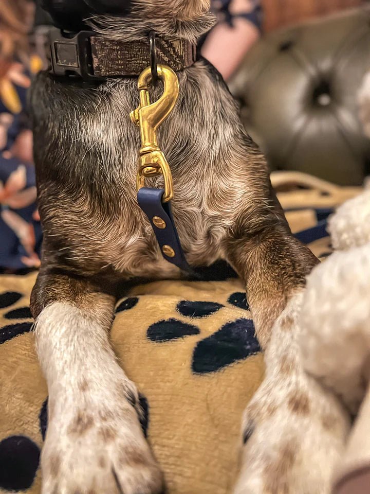 Biothane Walking Lead - The Cambridge Dog Co.