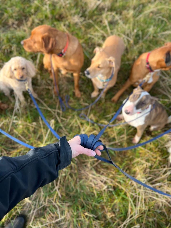 Biothane Walking Lead - The Cambridge Dog Co.