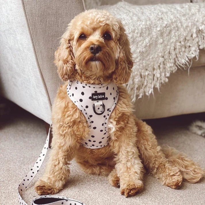 Cookie 'N' Cream - Lead - The Cambridge Dog Co.