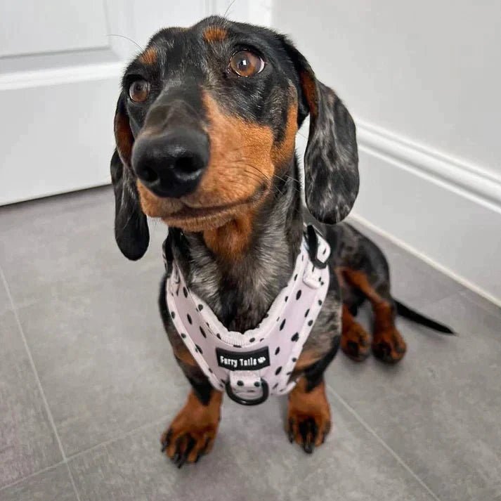 Cookie 'N' Cream - Lead - The Cambridge Dog Co.