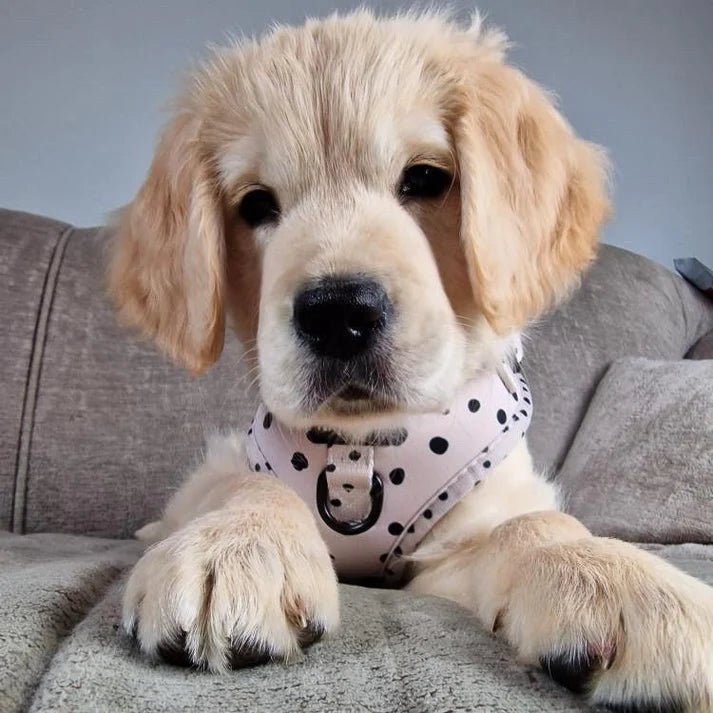 Cookie 'N' Cream - Lead - The Cambridge Dog Co.