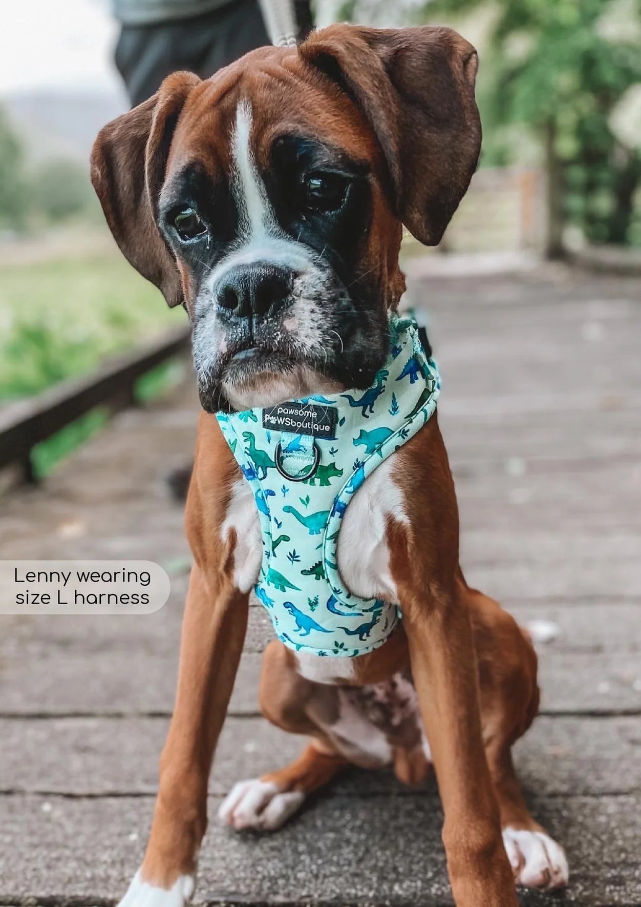 D-Ring Adjustable Harness – Dinky Dino - The Cambridge Dog Co.