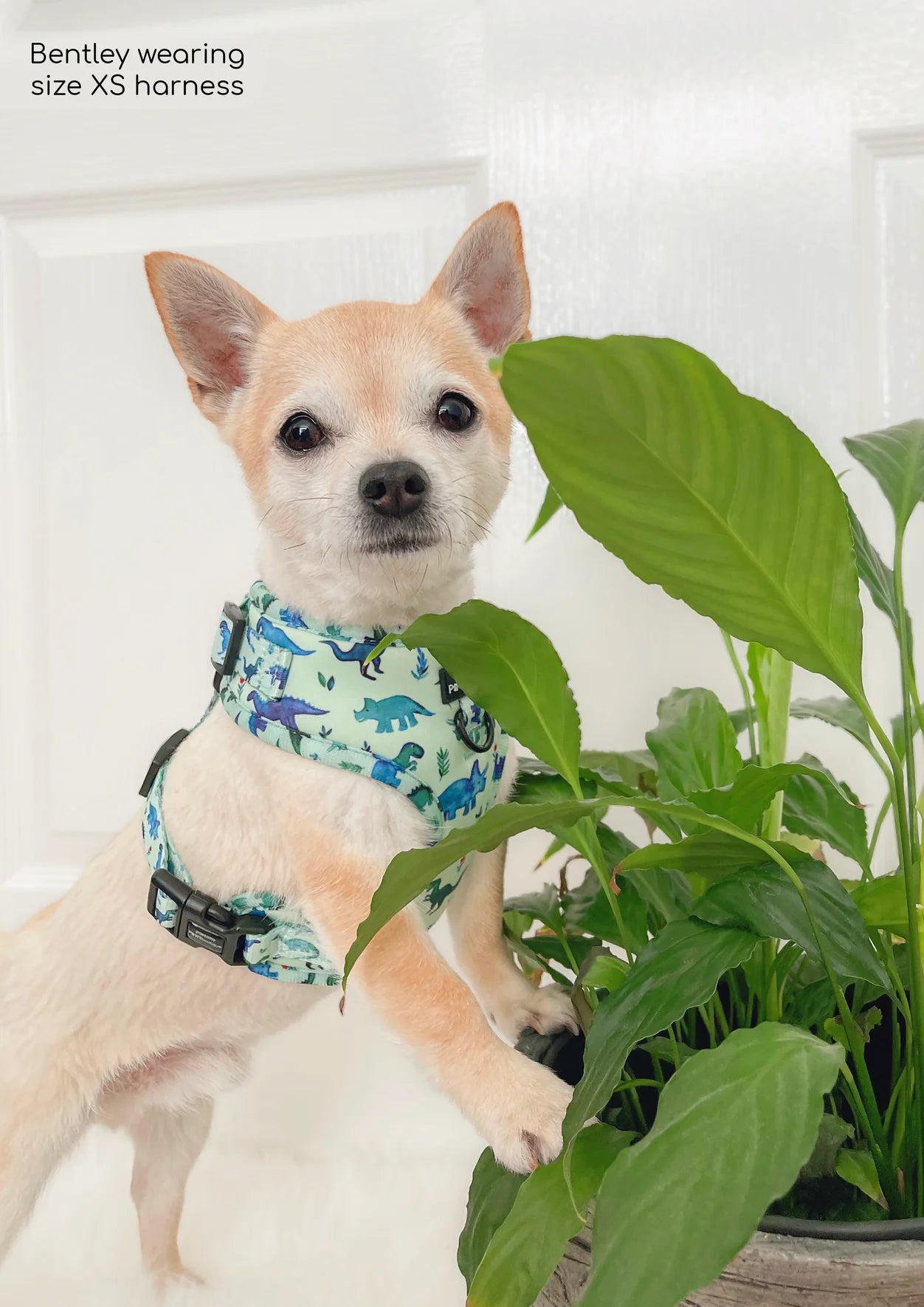 D-Ring Adjustable Harness – Dinky Dino - The Cambridge Dog Co.