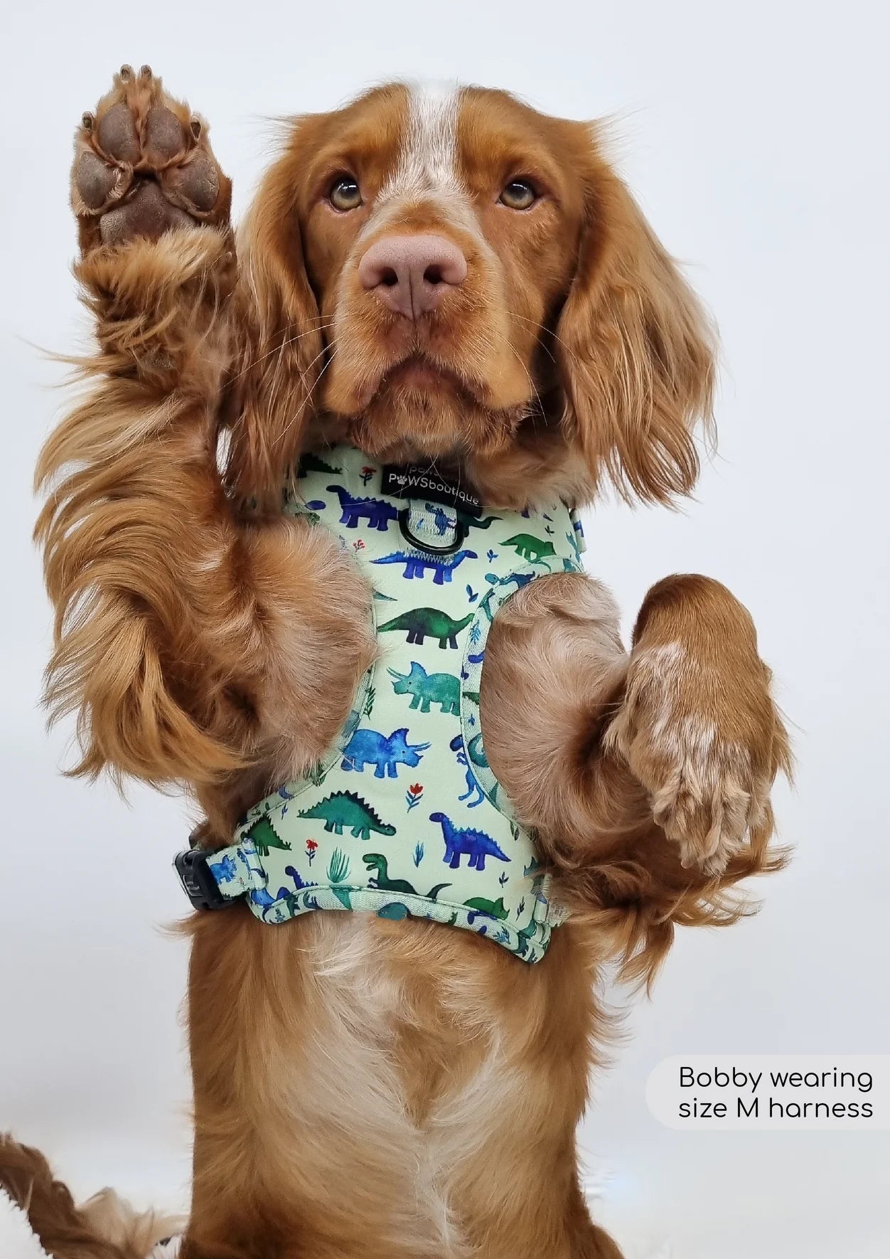 D-Ring Adjustable Harness – Dinky Dino - The Cambridge Dog Co.