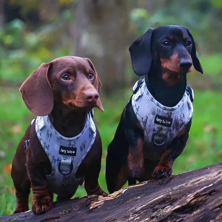 Feeling Pine - Lead - The Cambridge Dog Co.