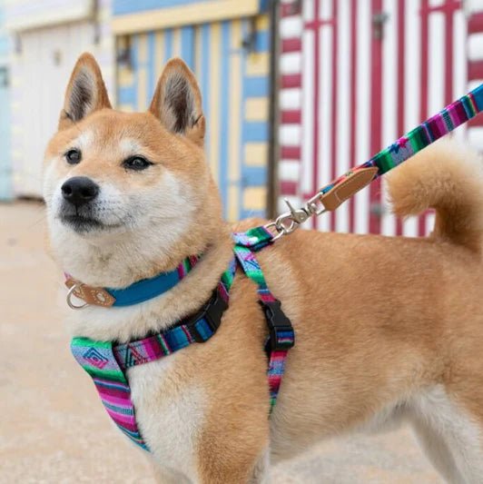 Hiro & Wolf Inca Blue Dog Collar