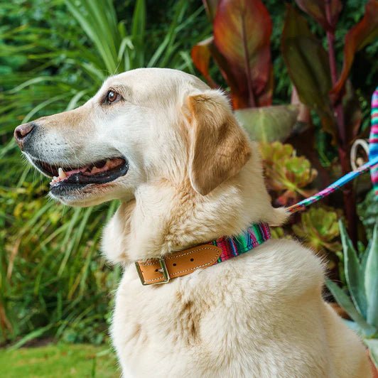 Hiro & Wolf Inca Blue Dog Collar
