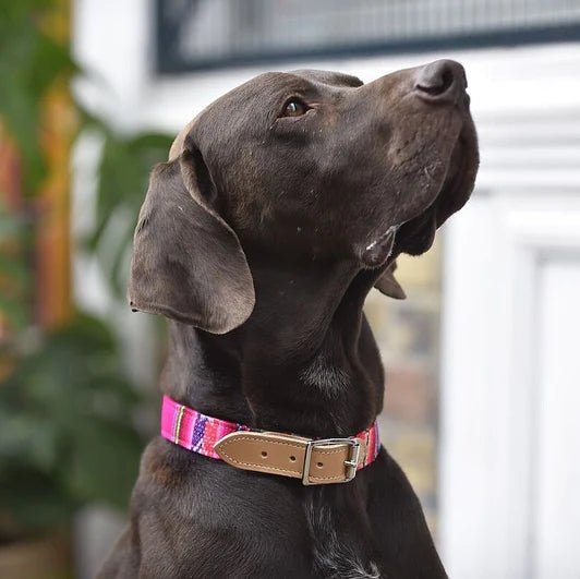 Hiro & Wolf Inca Pink Dog Collar