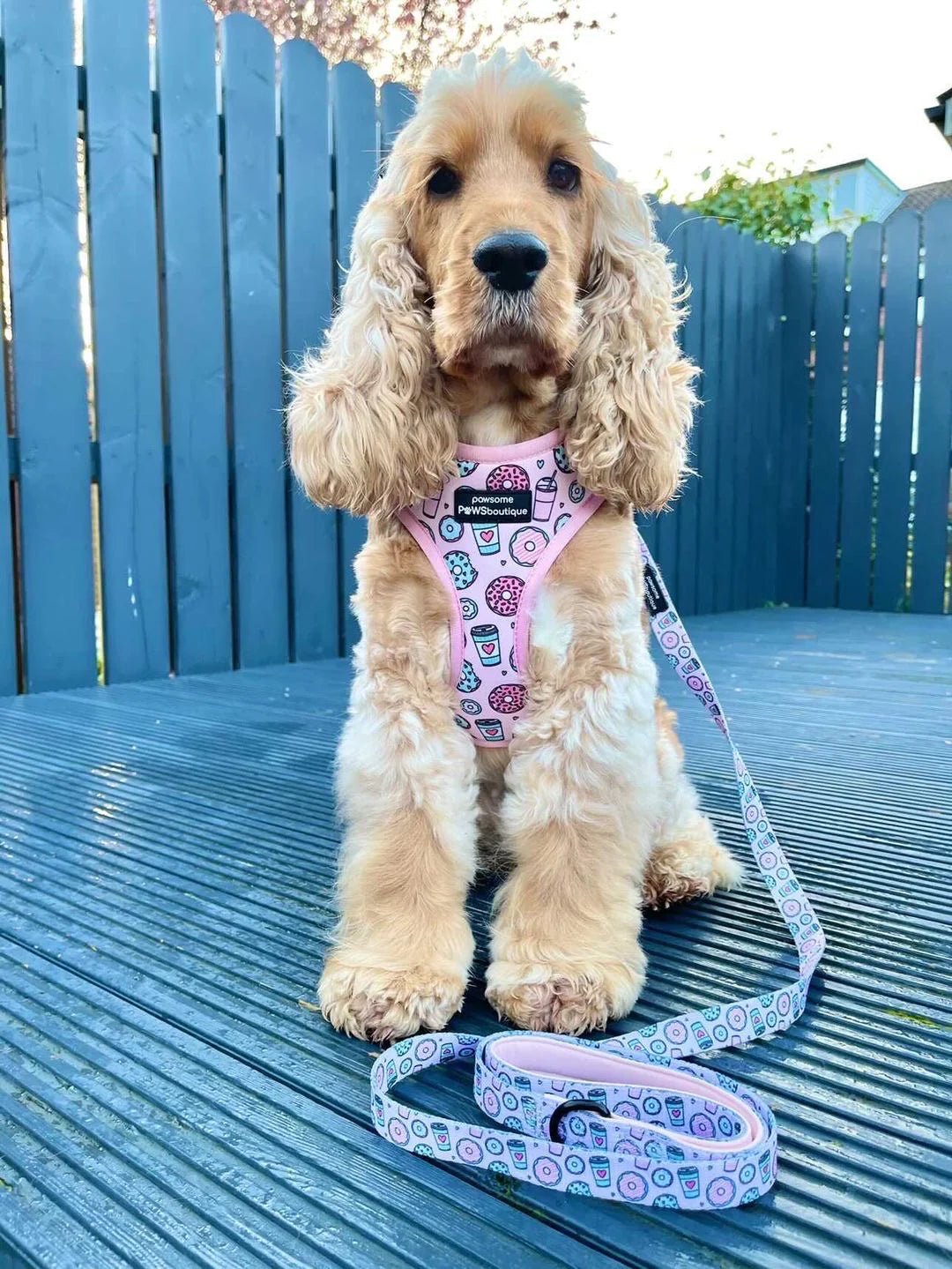 Lead – Sprinkles - The Cambridge Dog Co.
