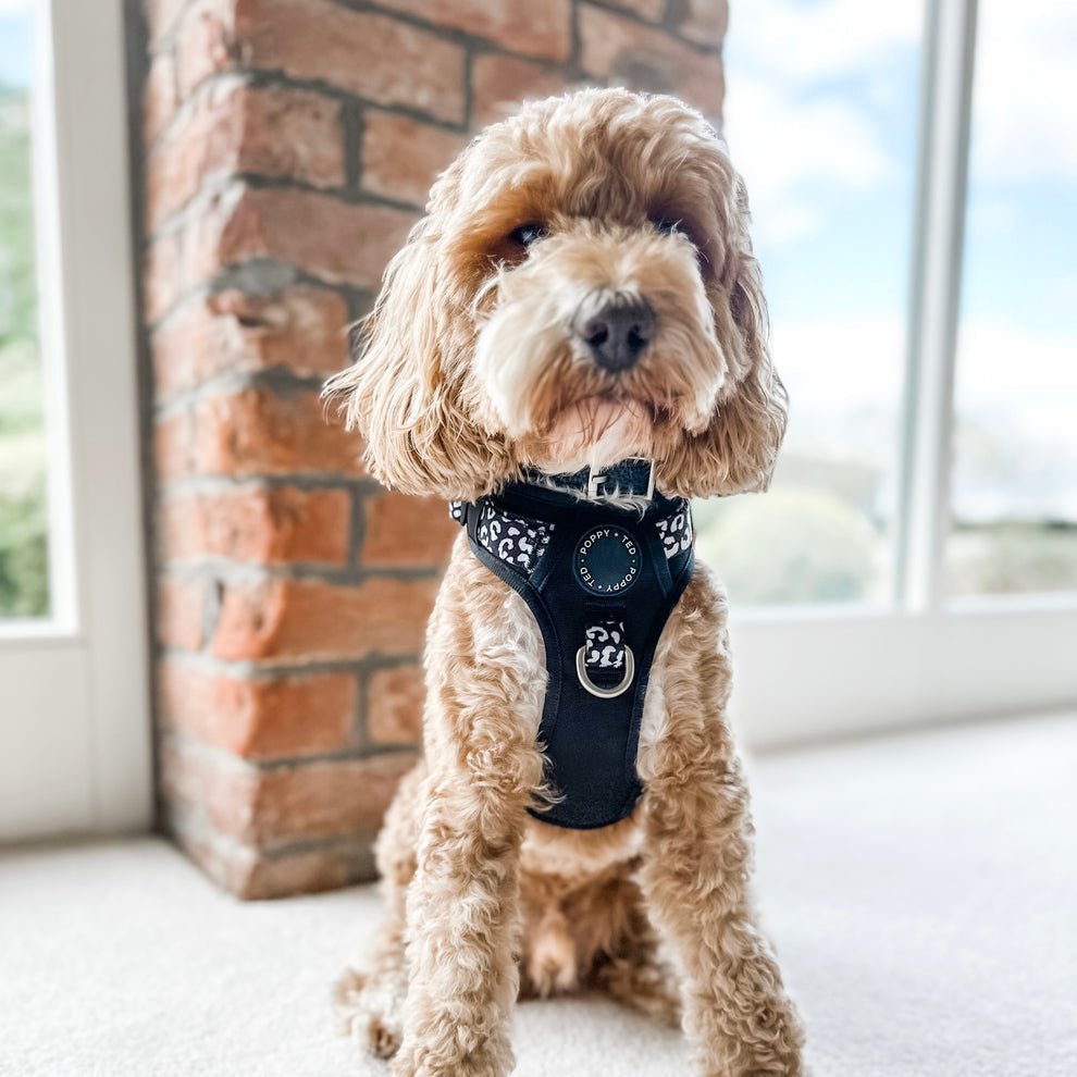 Luxe Collection | 3-Click Tough Harness - Black or Blue - The Cambridge Dog Co.