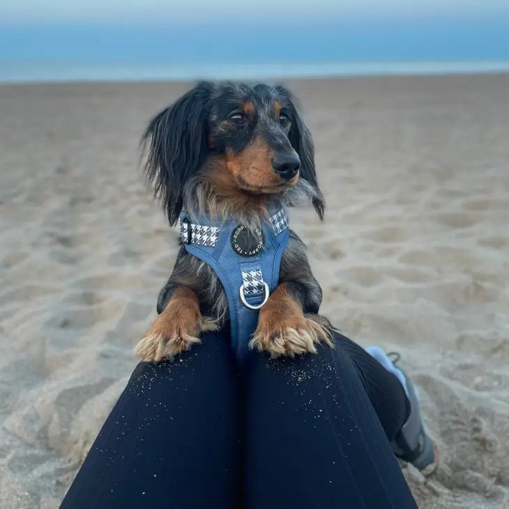 Luxe Collection | 3-Click Tough Harness - Black or Blue
