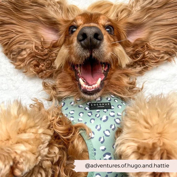 Sage Leopard Adjustable Neck Harness