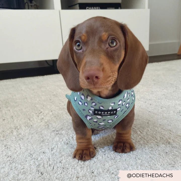 Sage Leopard Adjustable Neck Harness